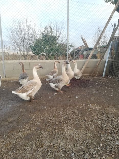  - Boboci de gasca africana 2018