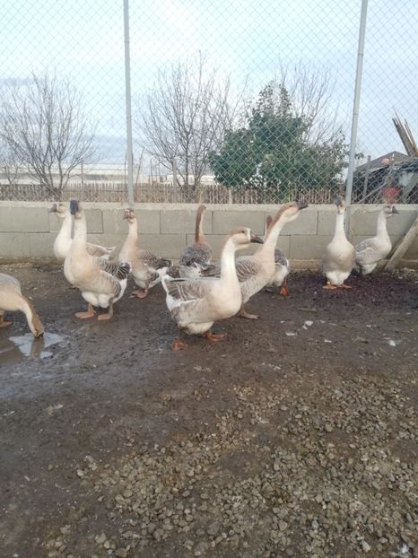  - Boboci de gasca africana 2018