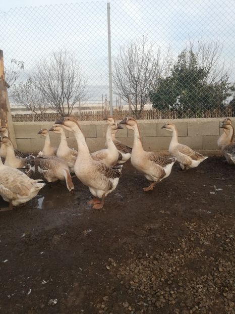  - Boboci de gasca africana 2018