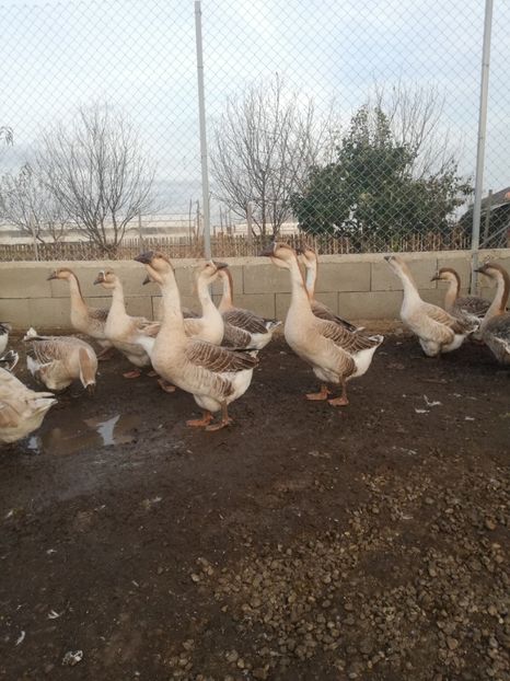  - Boboci de gasca africana 2018