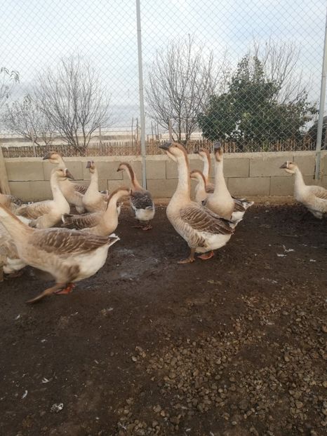  - Boboci de gasca africana 2018