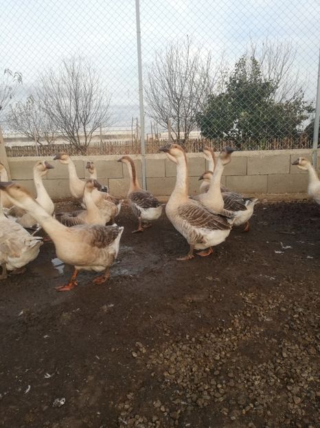  - Boboci de gasca africana 2018