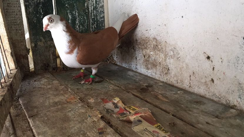 27A256EF-9A1D-420B-BD1D-75B93A98FBF1 - Vanduti galateni