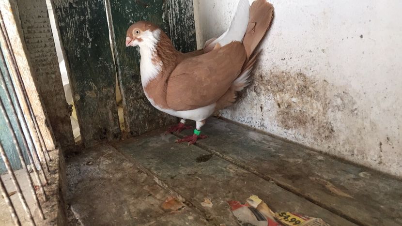 6859FFED-223C-48C9-B3C0-6D6DB1D86F03 - Vanduti galateni