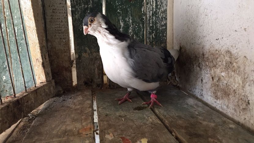 D757D24A-2453-4F9D-993E-989D1E44CF21 - Vanduti galateni