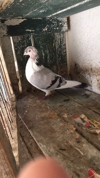 D57C071F-1937-4B7B-AF56-5CC9B8C68D61 - Vanduti galateni