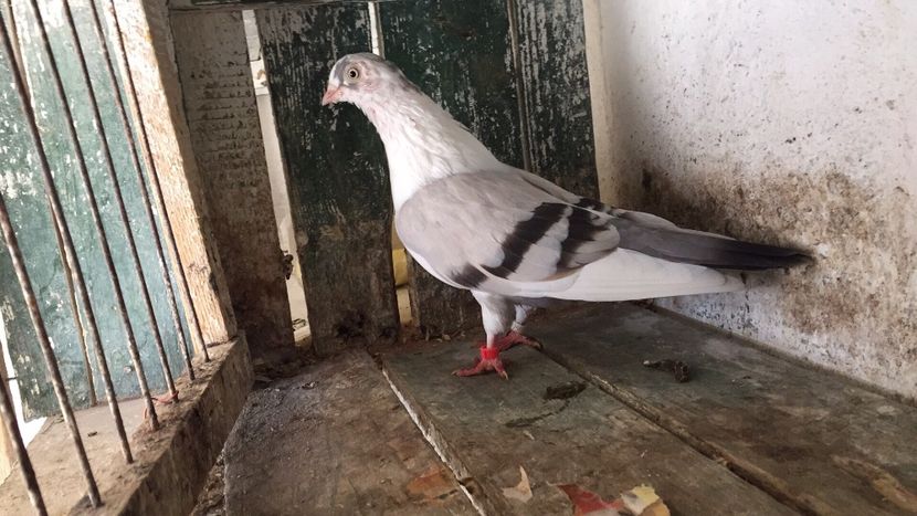 1015352B-CBBB-4582-AB3E-48E3B471537F - Vanduti galateni