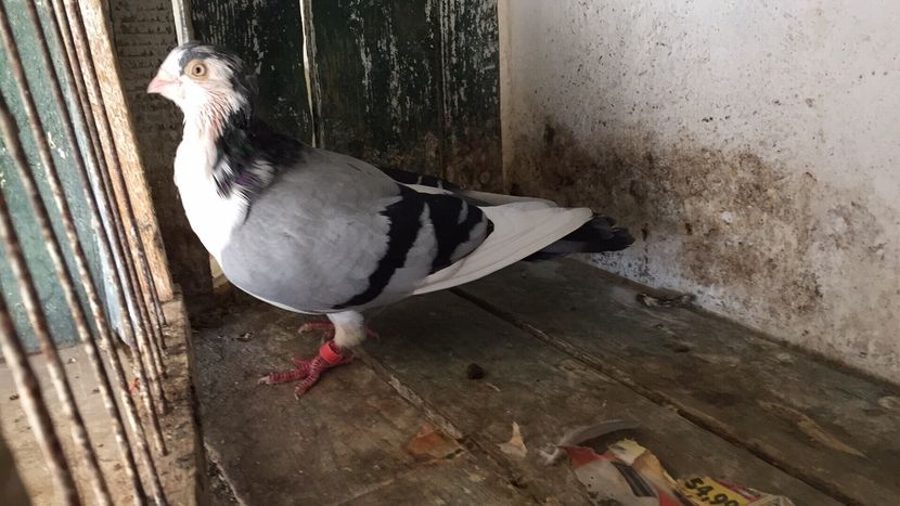 A5AA9CAF-A509-484A-8C93-28B20B86D6DB - Vanduti galateni