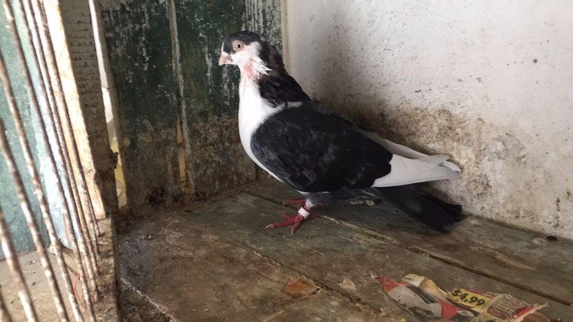 2EDAD884-D400-4215-872B-420D42941C52 - Vanduti galateni