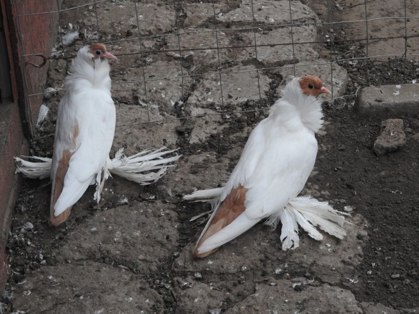  - 08 --- cap- de- maur