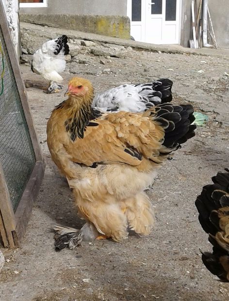 20181025_140922-2 - Pui 2018