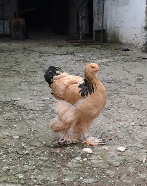 20181022_165733-1-1 - Pui 2018