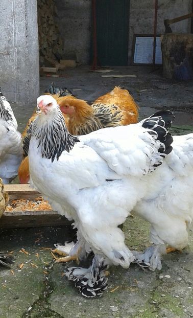 20181025_140953-1-1 - Pui 2018