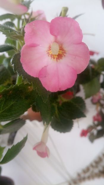  - Vie en Rose