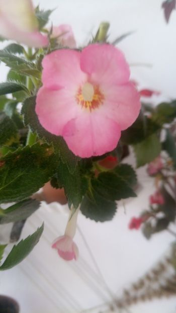  - Vie en Rose