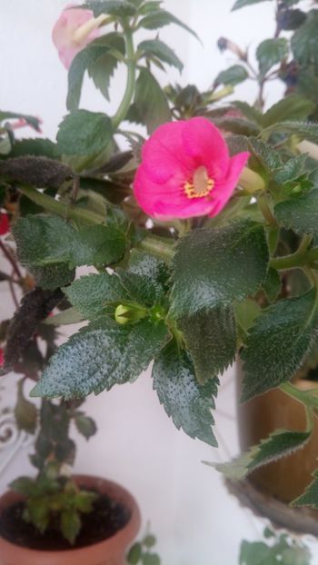  - Vie en Rose