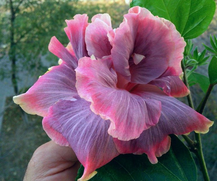  - DPs Purple Rainbow