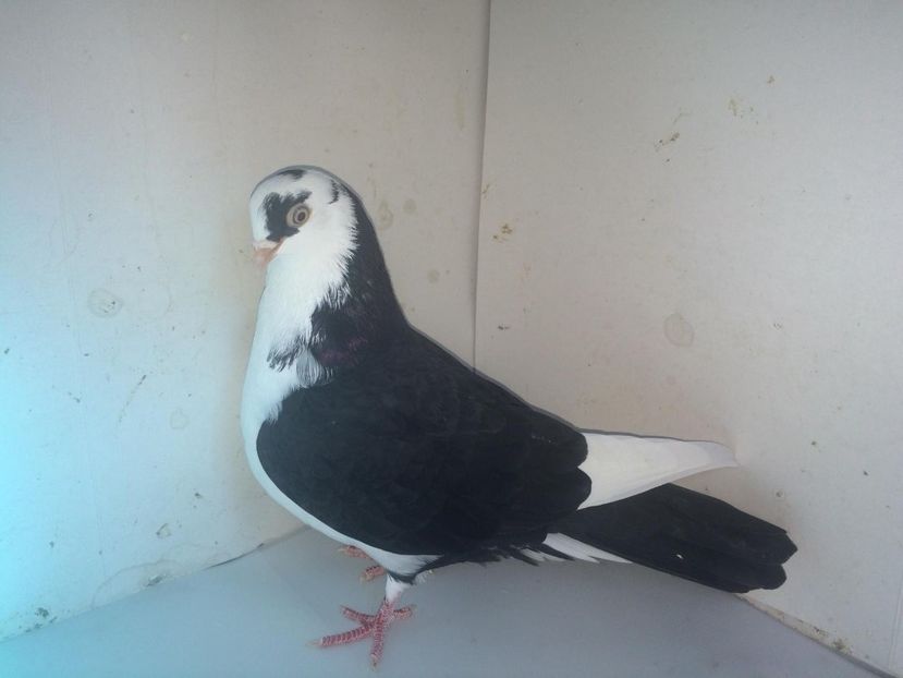 6989  femelă  2018_1 - tineret 2018