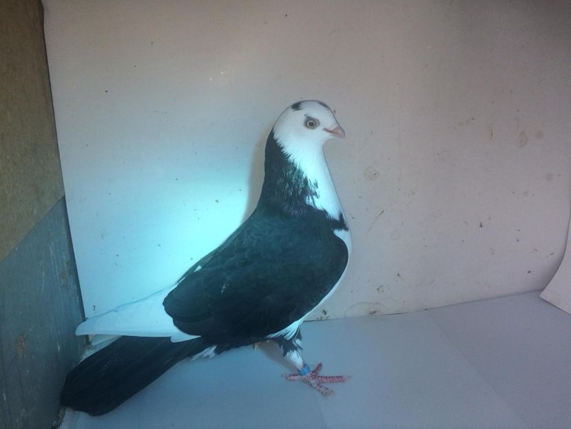 6989  femelă  2018_2 - tineret 2018