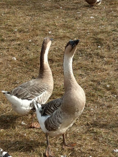  - GASTE AFRICANE si gaste romanesti