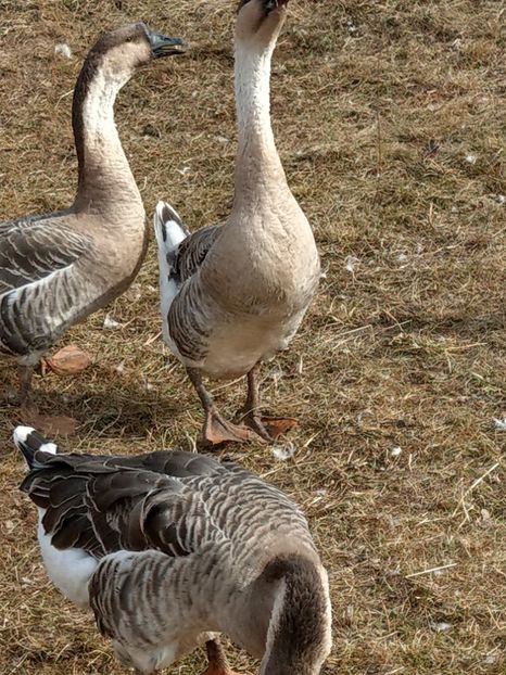  - GASTE AFRICANE si gaste romanesti