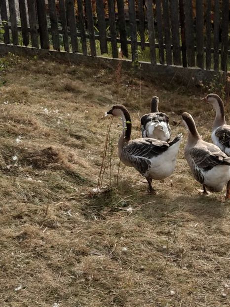  - GASTE AFRICANE si gaste romanesti