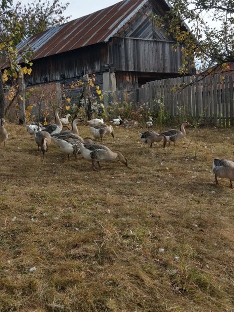  - GASTE AFRICANE si gaste romanesti