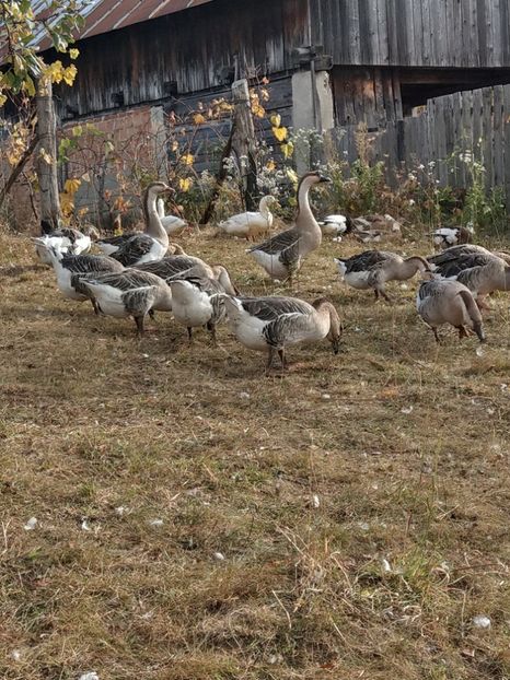  - GASTE AFRICANE si gaste romanesti