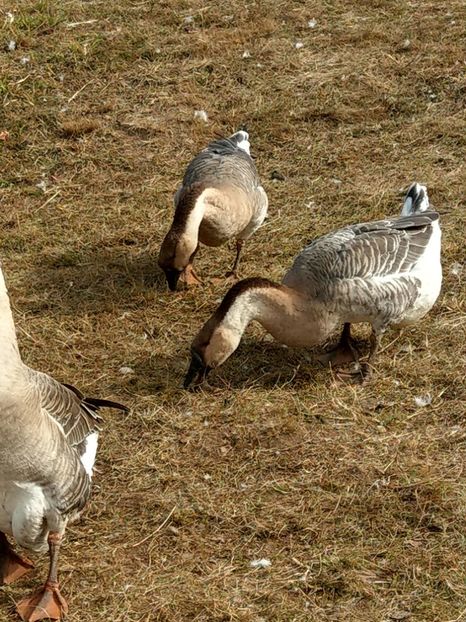  - GASTE AFRICANE si gaste romanesti