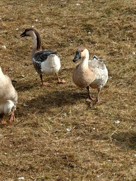  - GASTE AFRICANE si gaste romanesti