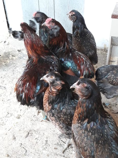 Trei Cocoși și 10 Găini Araucana Willd - 2019 Araucana Willd Salbatice