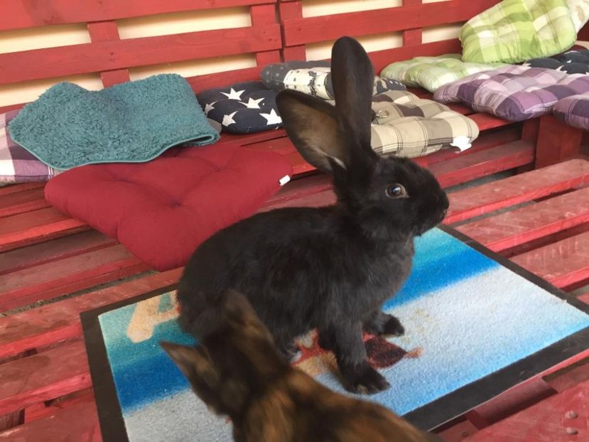 IMG-20181027-WA0024 - TINERET FLUTURE GERMAN