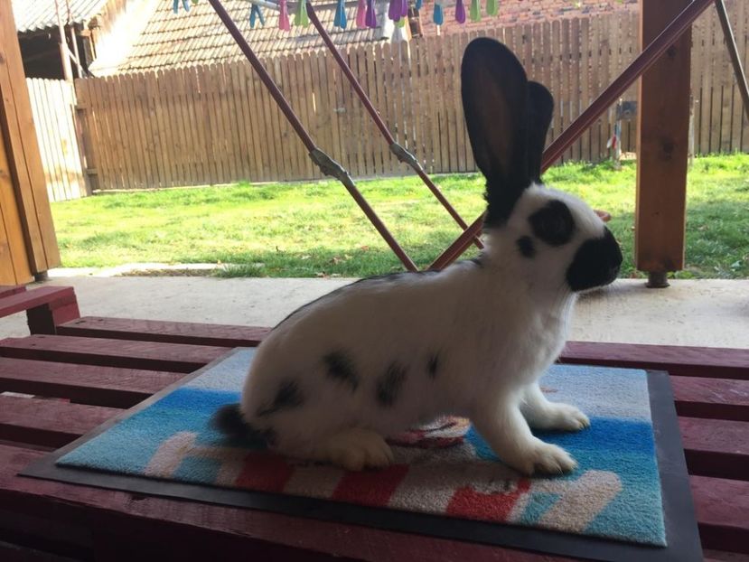 IMG-20181027-WA0018 - TINERET FLUTURE GERMAN