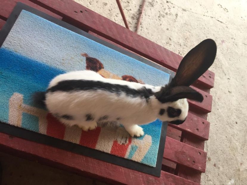 IMG-20181027-WA0014 - TINERET FLUTURE GERMAN