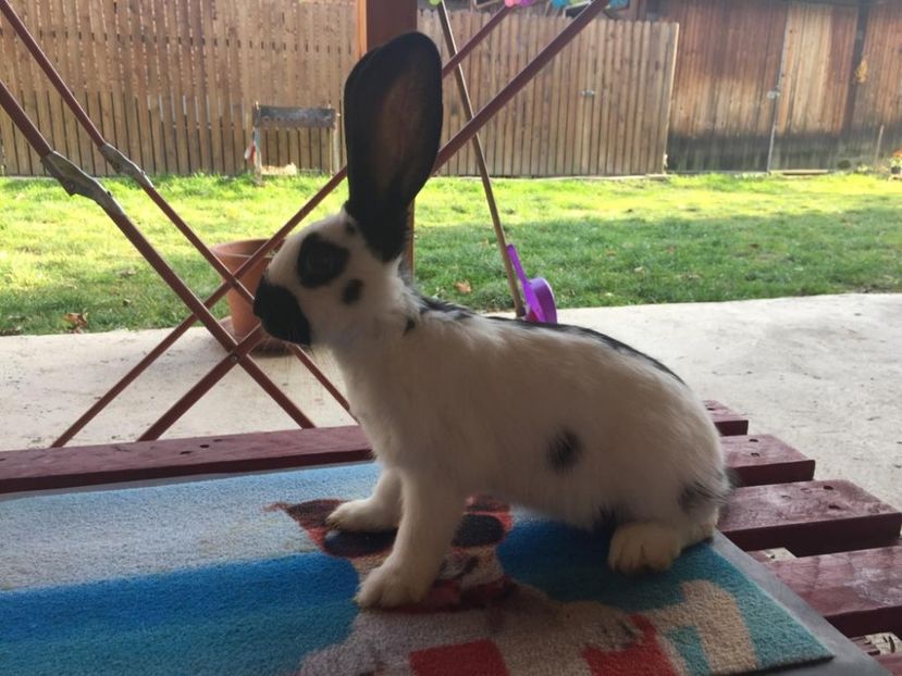 IMG-20181027-WA0009 - TINERET FLUTURE GERMAN