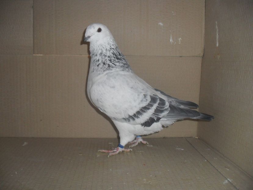 06604 - Tineret 2018