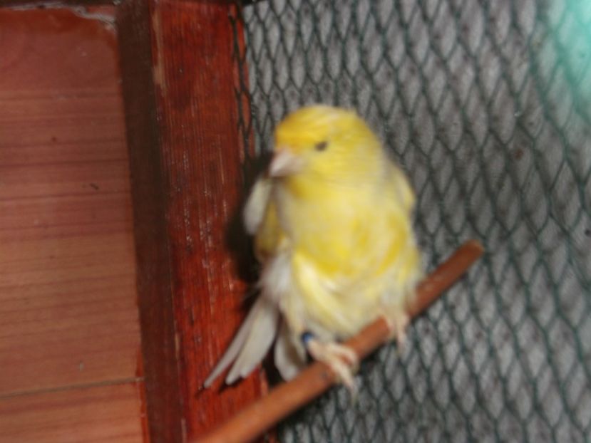  - canari frezati
