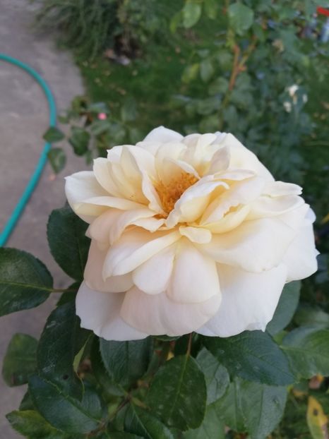  - Uetersener klosterrose- urcator