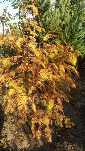 IMG-20181028-WA0023 - curtea cu toate cele 2018