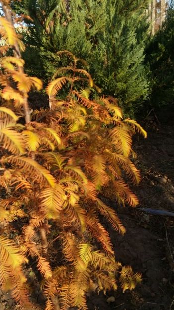 IMG-20181028-WA0024 - curtea cu toate cele 2018