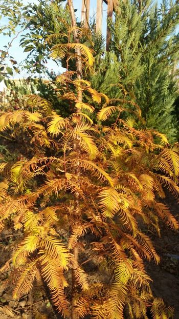 IMG-20181028-WA0018 - curtea cu toate cele 2018