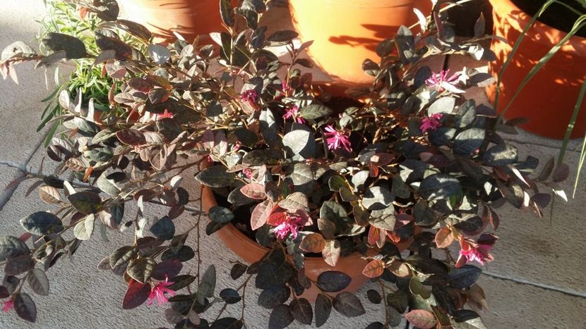 IMG-20181028-WA0015 - curtea cu toate cele 2018