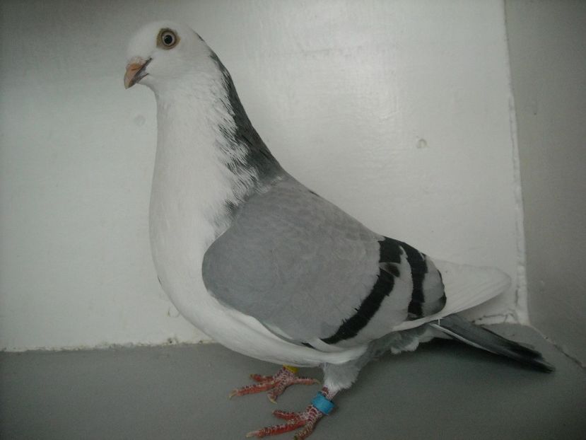  - PORUMBEI CARE MI AU APARTINUT