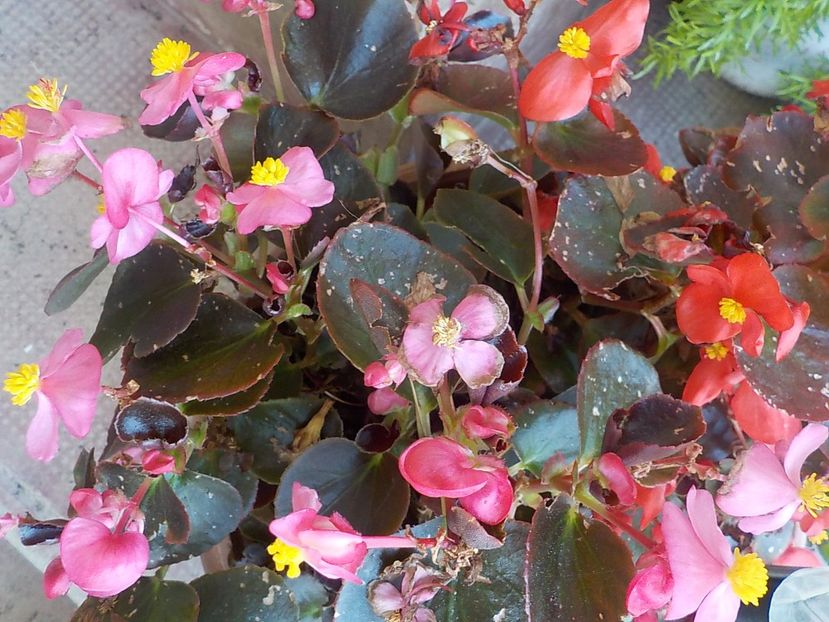  - Flori in octombrie 2018