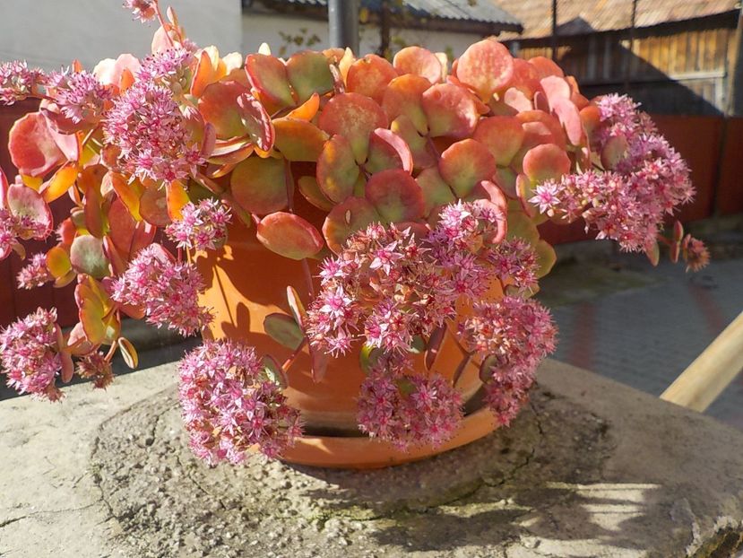  - Flori in octombrie 2018