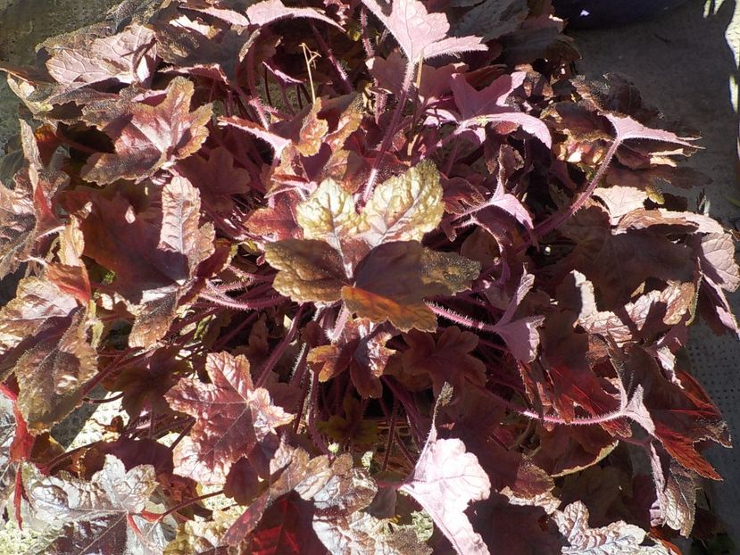  - Flori in octombrie 2018