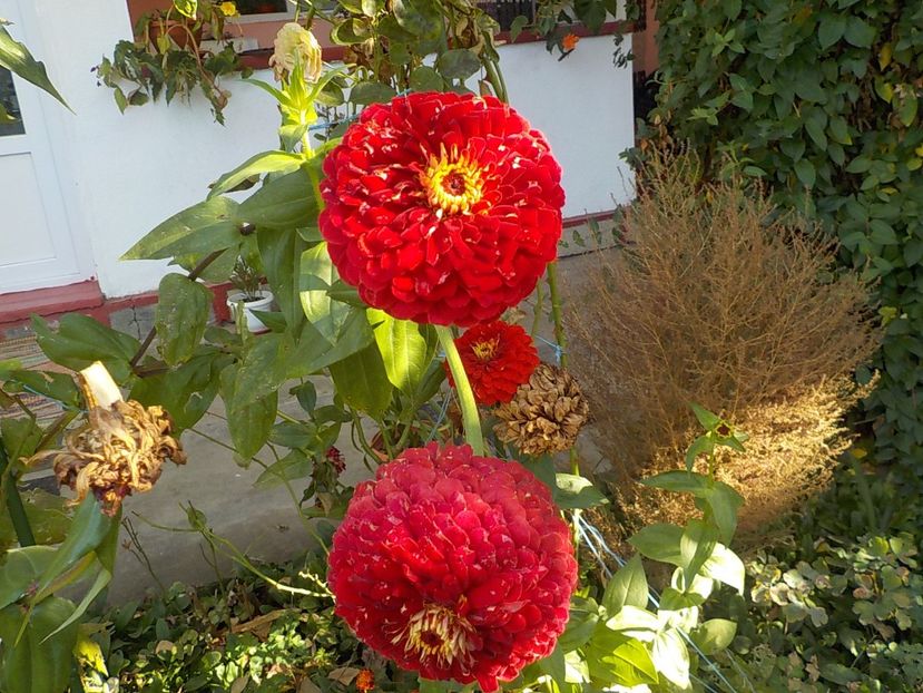  - Flori in octombrie 2018