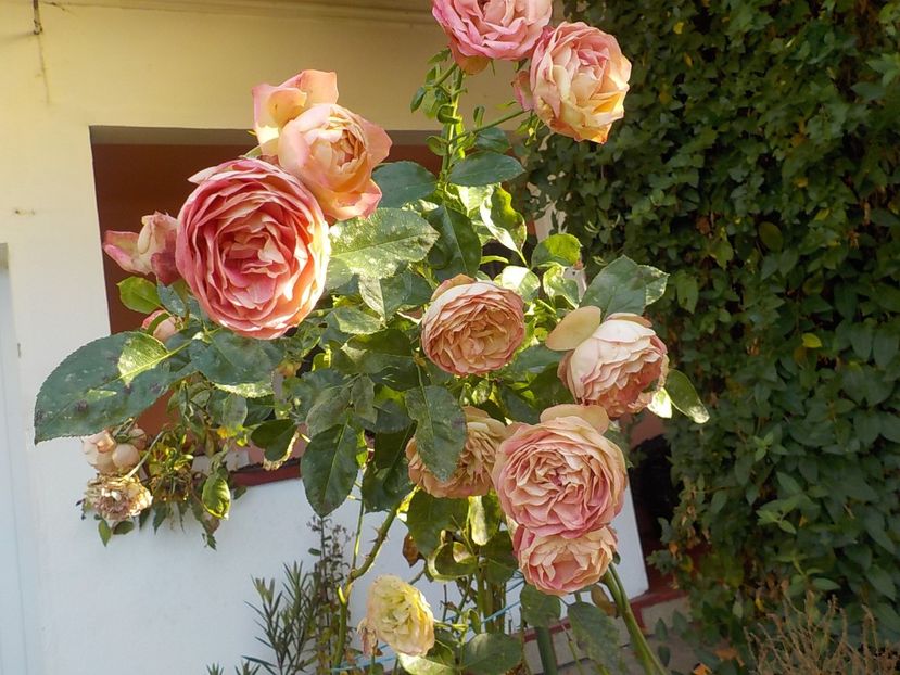  - Flori in octombrie 2018