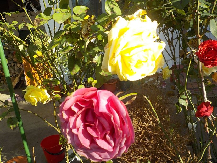  - Flori in octombrie 2018