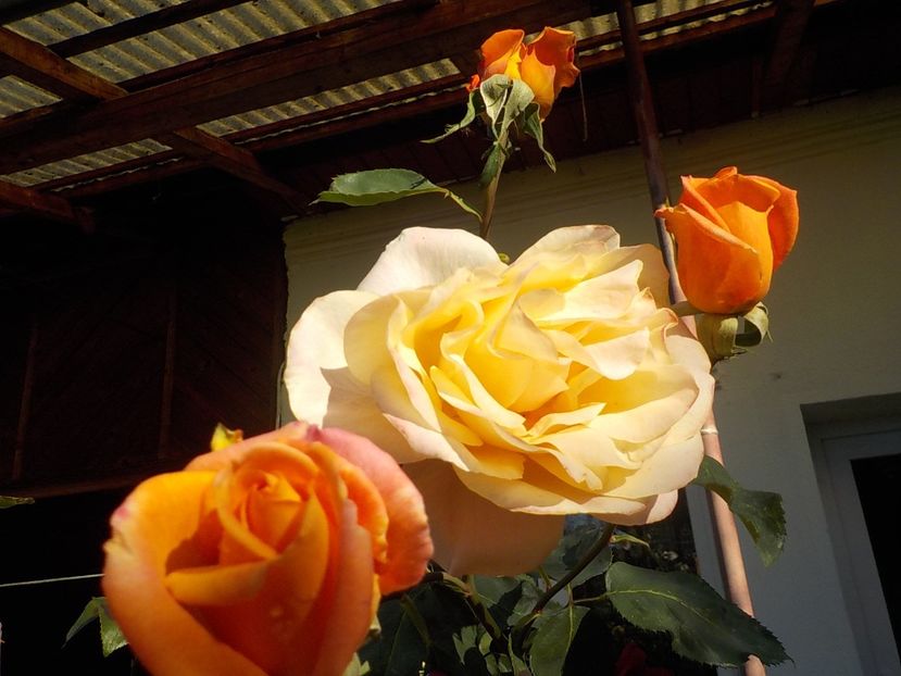  - Flori in octombrie 2018